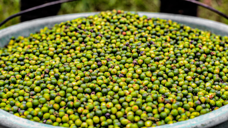 poivre de Song Ndong recolté poivre de Sond Ndong