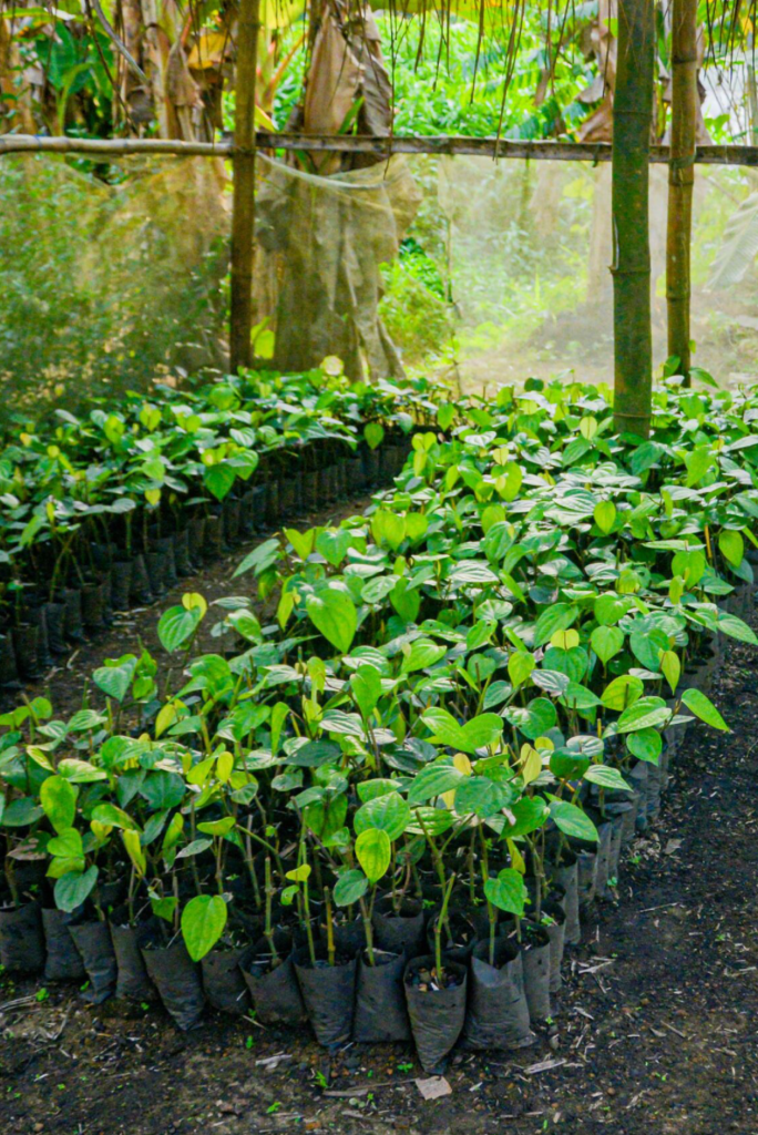 Song Ndong plantation Plante de poivre dans les pots