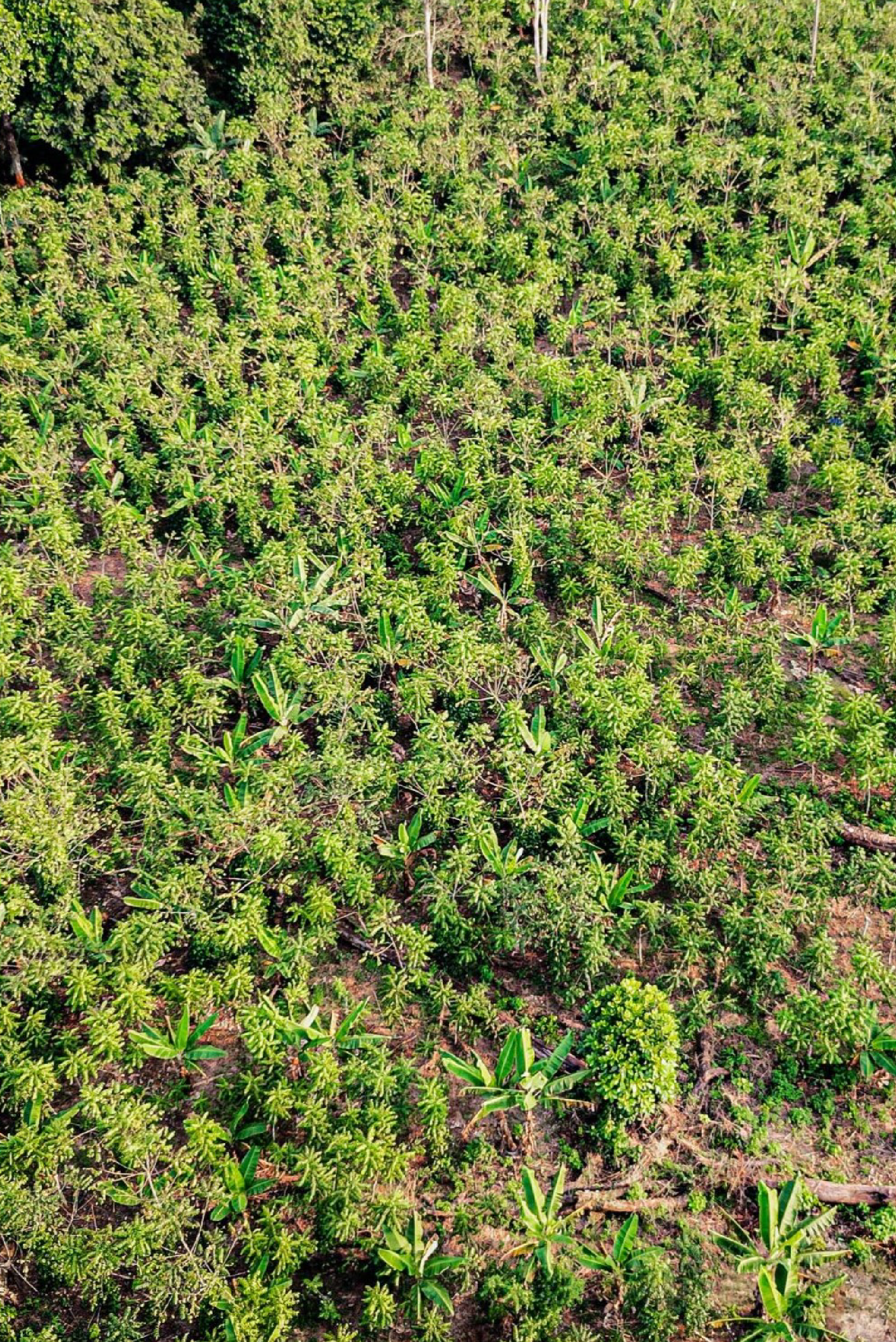 Song Ndong plantation vue aérienne de la plantation de Song Ndong