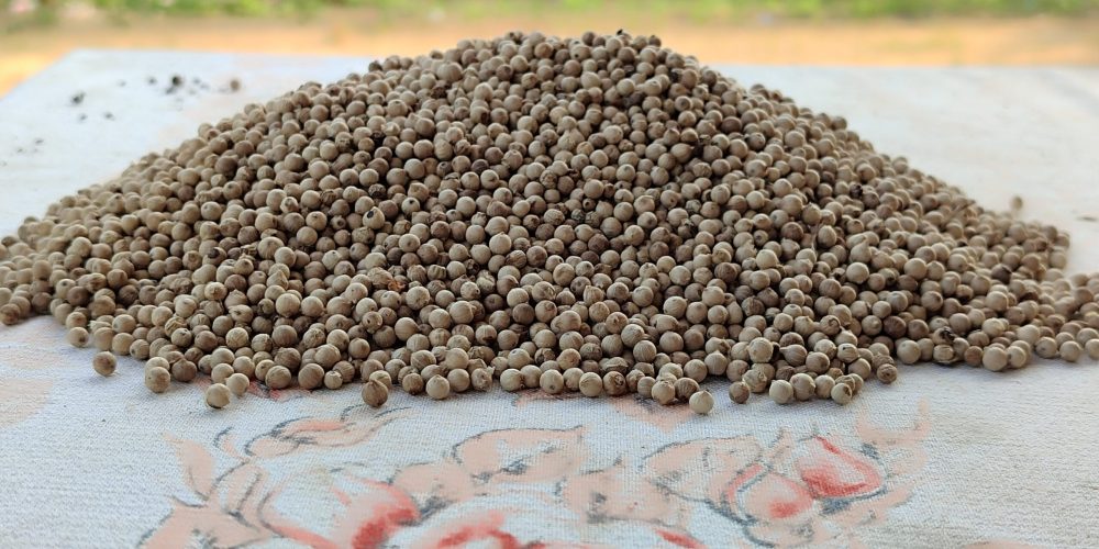 grains de poivre blanc
